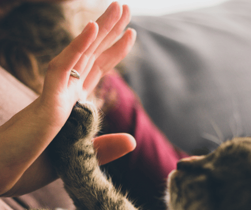 Cat and person high 5