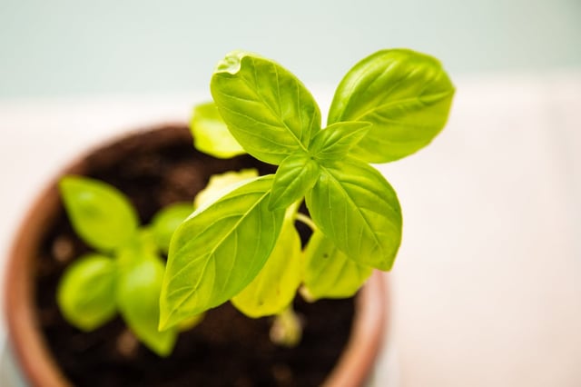 Plant growing representing nurturing course delegates