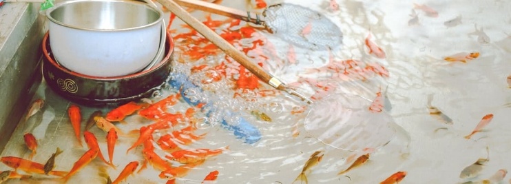 Goldfish in pond